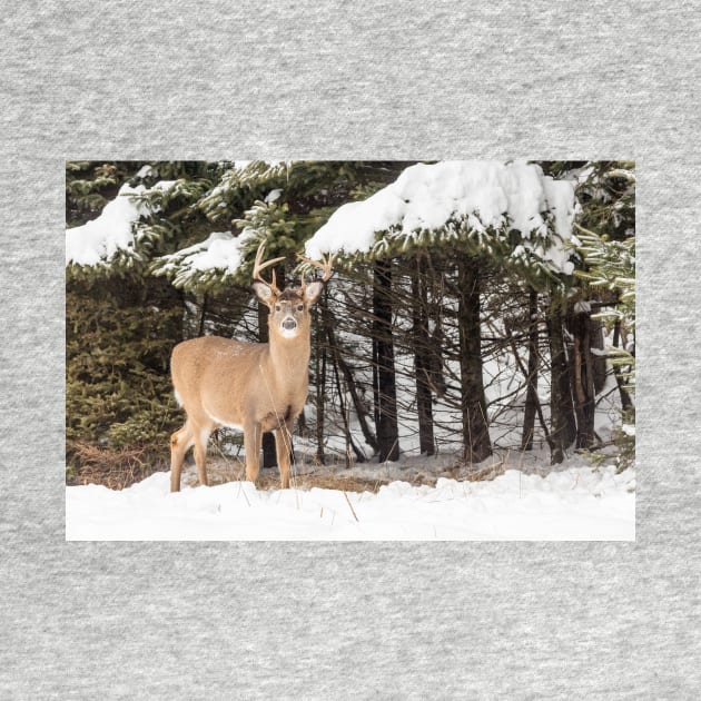 Deer in the snow woods by josefpittner